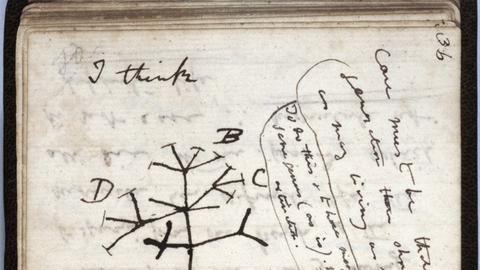Lebensbaum von Charles Darwin