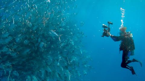 Ein Taucher filmt einen Schwarm Fische