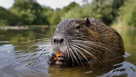 Nutria im Naturschutzgebiet Mönchbruch