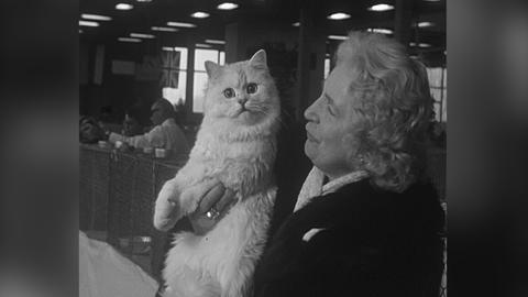 Ältere, gut angezogene Dame mit Locken hält auf der Katzenschau 1965 in Wiesbaden eine weiße Perserkatze auf dem Arm.