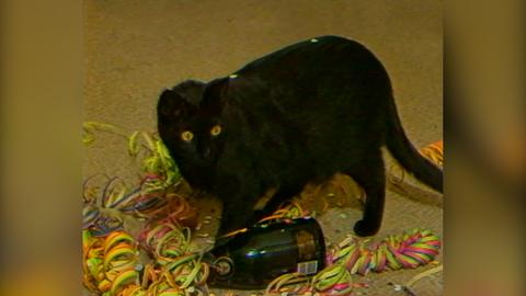 Ein scharzer Kater spielt auf dem Boden in buntem Konfetti und Luftschlangen neben einer leeren Sektflasche