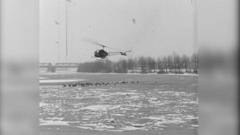 1963: Eine Luftbrücke für Wasservögel