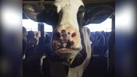 Kuh im Stall schaut direkt in die Kamera